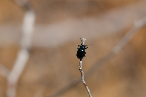 iNaturalist observation photo of Cobalt Milkweed Beetle