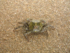 Pachygrapsus