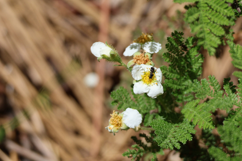 iNaturalist observation photo of Insects