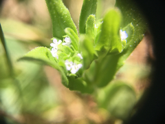Valerianella locusta