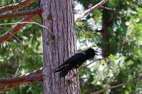iNaturalist observation photo of Common Raven
