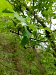 Contarinia negundinis
