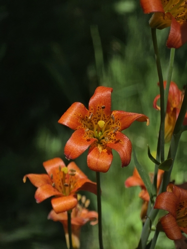 iNaturalist observation photo of Sierra Tiger Lily
