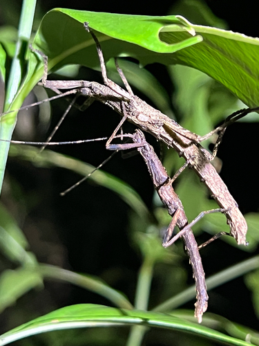 Wingless Jamaican Malacomorpha