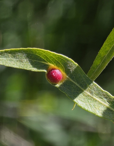 iNaturalist observation photo of Willow Apple Gall Sawfly