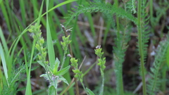 Veronica krylovii, photograph (c) Виктория Билоус, some rights reserved (CC BY)