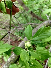 Contarinia negundinis