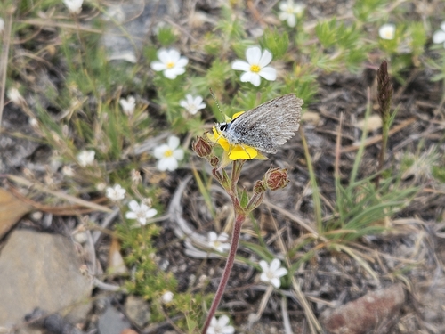 iNaturalist observation photo of Typical Blues