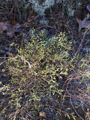 Polygonella polygama