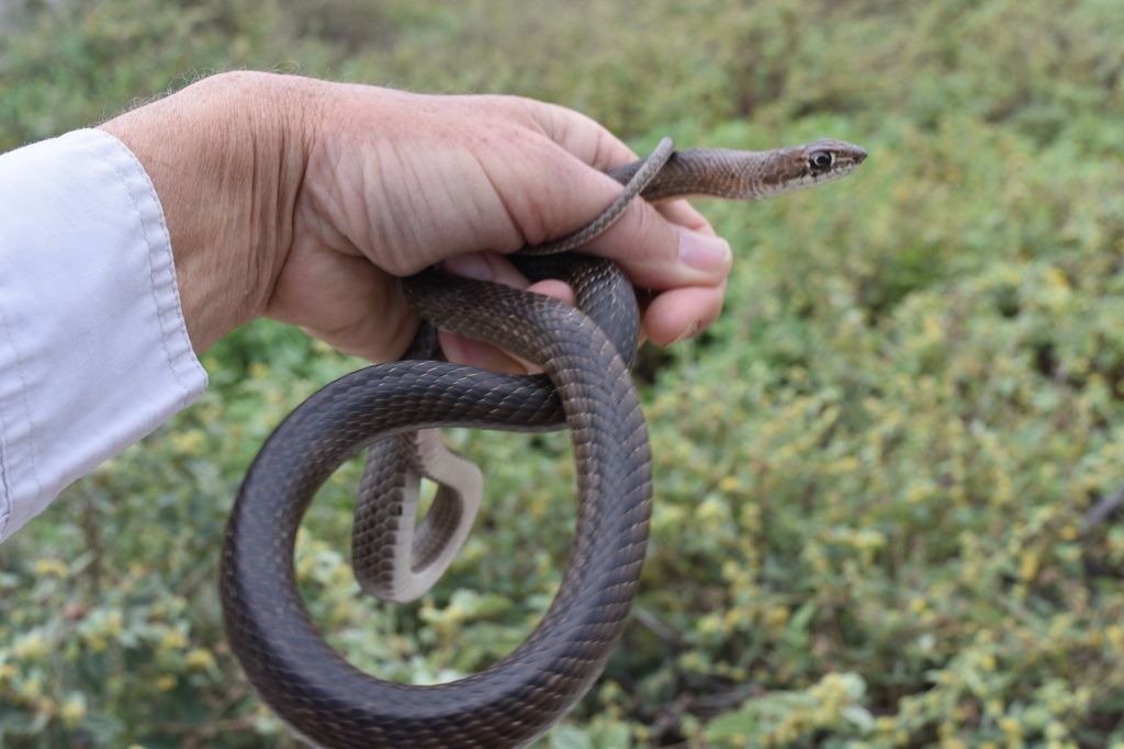 Clarion Island Whip Snake