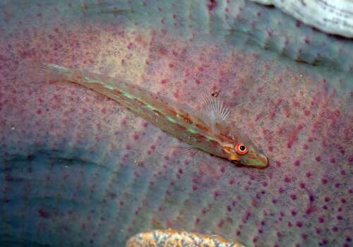 Elongate ghostgoby (Pleurosicya elongata) — Gobiidae — 2