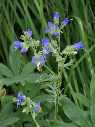 iNaturalist observation photo of western Jacob's ladder