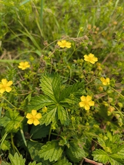 Potentilla chrysantha