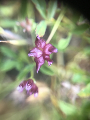 Trifolium depauperatum