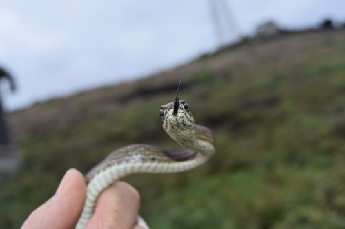 Clarion Island Whip Snake