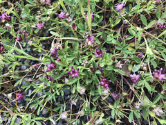 Trifolium depauperatum
