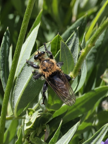 iNaturalist observation photo of Bee-mimic Robber Flies