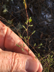 Polygonella polygama