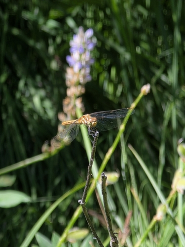 iNaturalist observation photo of Striped Meadowhawk
