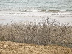 Thespesia populnea