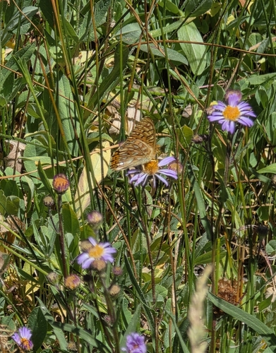 iNaturalist observation photo of Greater Fritillaries
