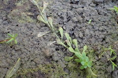 Callitriche heterophylla