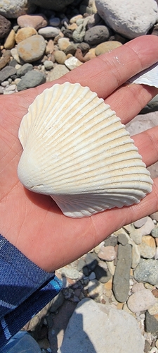 Anadara multicostata, 2026-07-08