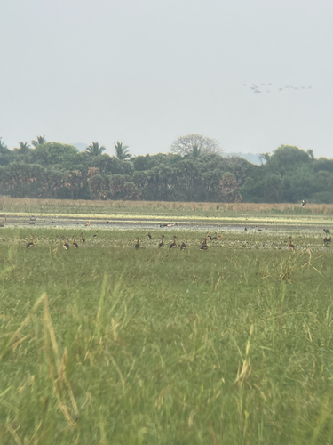iNaturalist image