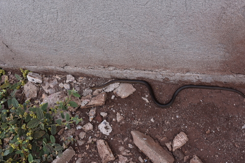 Clarion Island Whip Snake