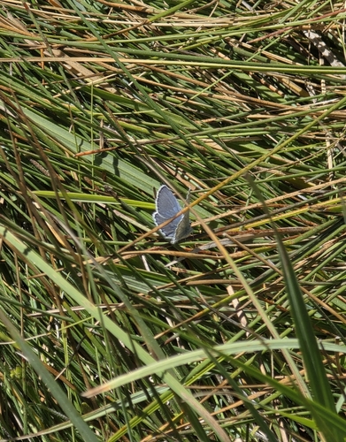 iNaturalist observation photo of Typical Blues