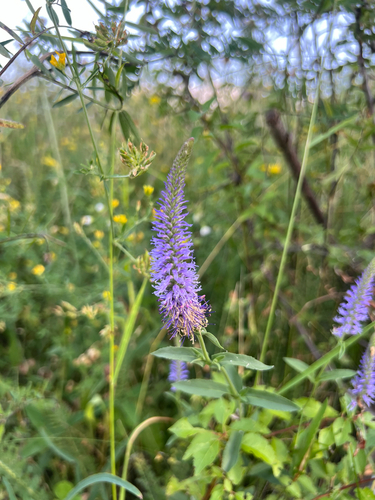 Veronica orchidea
