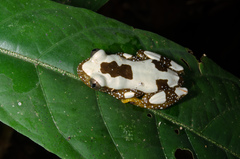 Afrixalus nigeriensis