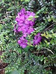 Lunaria