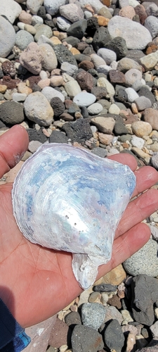 Pteria sterna observed 2026-07-08