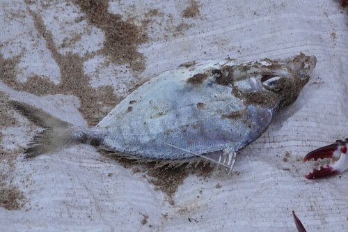 Dussumier's pony fish (Karalla dussumieri) — Leiognathidae — 2