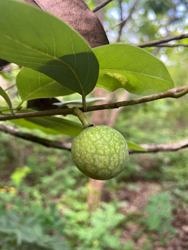 wild custard-apple