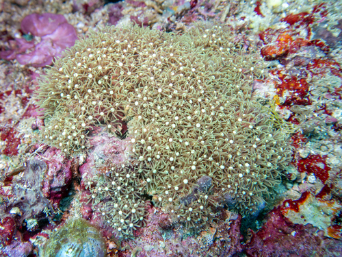 Briareum violaceum observed 2026-07-08
