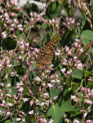 iNaturalist observation photo of Greater Fritillaries