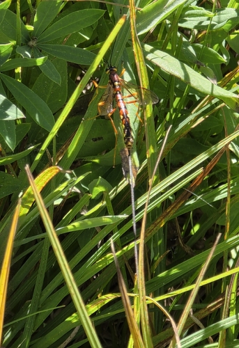 iNaturalist observation photo of Norton's Giant Ichneumonid Wasp