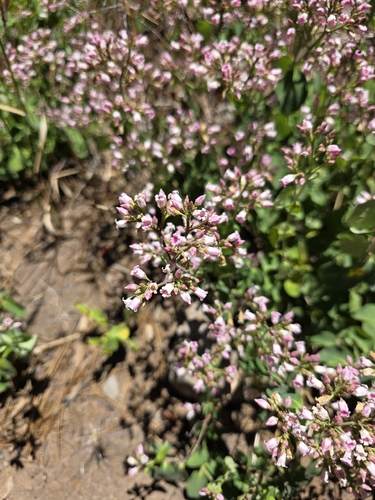 iNaturalist observation photo of spreading dogbane