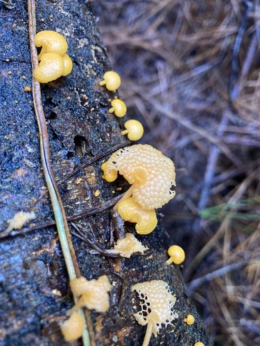 orange pore fungus
