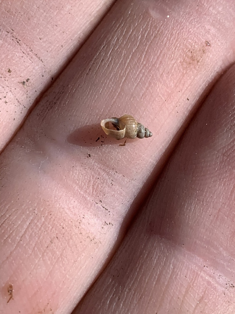 Pygmy Fossaria