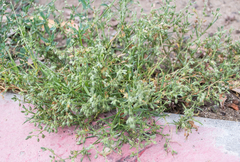 Spergularia bocconei