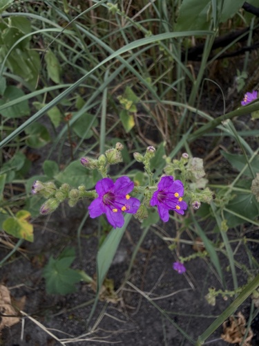 Mirabilis viscosa, photograph 2