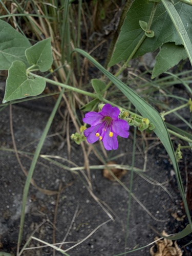 Mirabilis viscosa, photograph 4