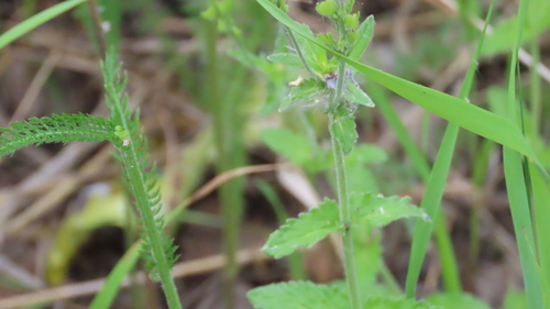 Veronica krylovii