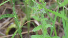 Veronica krylovii