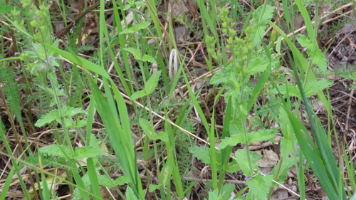 Veronica krylovii, photograph 2