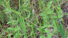 Veronica krylovii, photograph (c) Виктория Билоус, some rights reserved (CC BY)