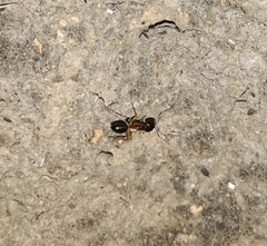 Camponotus confusus
